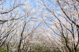 大高緑地公園、さくらの園、3月の春の花、名古屋市緑区の観光・撮影スポットの画像と写真
