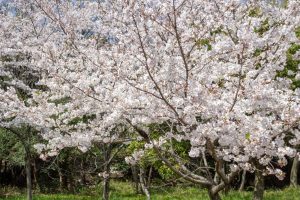 大高緑地公園、さくらの園、3月の春の花、名古屋市緑区の観光・撮影スポットの画像と写真