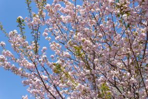 大高緑地公園、さくらの園、3月の春の花、名古屋市緑区の観光・撮影スポットの画像と写真