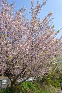 大高緑地公園、さくらの園、3月の春の花、名古屋市緑区の観光・撮影スポットの画像と写真