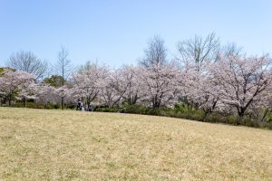 大高緑地公園、さくらの園、3月の春の花、名古屋市緑区の観光・撮影スポットの画像と写真
