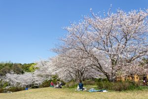 大高緑地公園、さくらの園、3月の春の花、名古屋市緑区の観光・撮影スポットの画像と写真