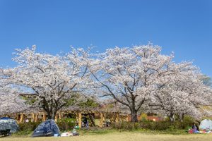 大高緑地公園、さくらの園、3月の春の花、名古屋市緑区の観光・撮影スポットの画像と写真