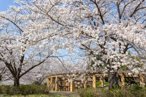大高緑地公園、さくらの園、3月の春の花、名古屋市緑区の観光・撮影スポットの画像と写真