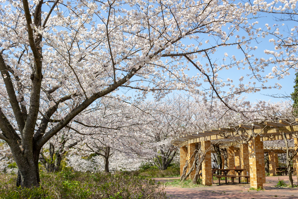 大高緑地公園、さくらの園、3月の春の花、名古屋市緑区の観光・撮影スポットの画像と写真