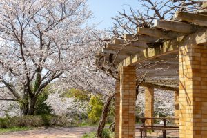 大高緑地公園、さくらの園、3月の春の花、名古屋市緑区の観光・撮影スポットの画像と写真