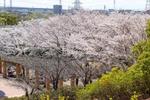 大高緑地公園、さくらの園、3月の春の花、名古屋市緑区の観光・撮影スポットの画像と写真