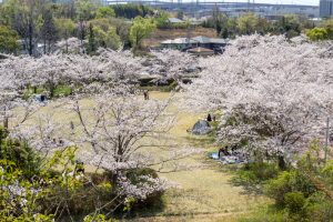 大高緑地公園、さくらの園、3月の春の花、名古屋市緑区の観光・撮影スポットの画像と写真