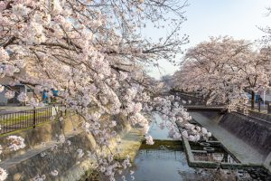 大江川緑道の桜、3月春の花、愛知県一宮市の観光・撮影スポットの名所