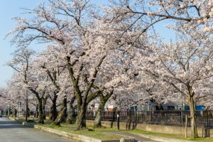 大江川緑道の桜、3月春の花、愛知県一宮市の観光・撮影スポットの名所