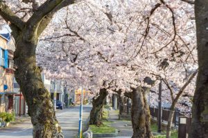 大江川緑道の桜、3月春の花、愛知県一宮市の観光・撮影スポットの名所