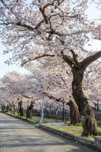 大江川緑道の桜、3月春の花、愛知県一宮市の観光・撮影スポットの名所