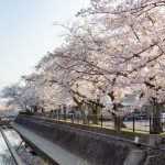 大江川緑道の桜、3月春の花、愛知県一宮市の観光・撮影スポットの名所