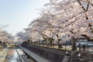 大江川緑道の桜、3月春の花、愛知県一宮市の観光・撮影スポットの名所