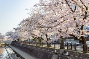 大江川緑道の桜、3月春の花、愛知県一宮市の観光・撮影スポットの名所
