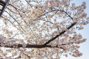 大江川緑道の桜、3月春の花、愛知県一宮市の観光・撮影スポットの名所