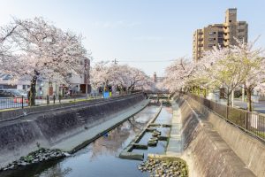 大江川緑道の桜、3月春の花、愛知県一宮市の観光・撮影スポットの名所