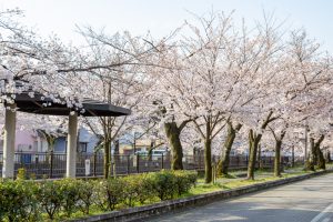 大江川緑道の桜、3月春の花、愛知県一宮市の観光・撮影スポットの名所