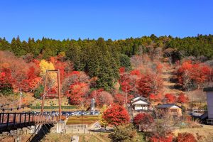 大井平公園、紅葉、秋、11月、愛知県豊田市の観光・撮影スポットの画像と写真