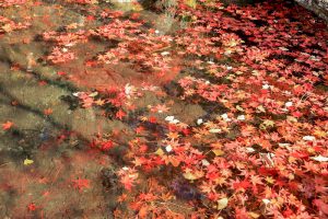 大井平公園、紅葉、秋、11月、愛知県豊田市の観光・撮影スポットの画像と写真