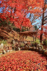 大井平公園、紅葉、秋、11月、愛知県豊田市の観光・撮影スポットの画像と写真