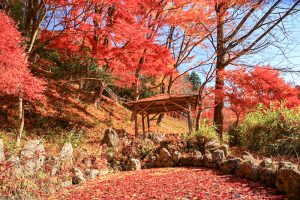 大井平公園、紅葉、秋、11月、愛知県豊田市の観光・撮影スポットの画像と写真