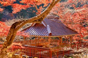 大井平公園、紅葉、秋、11月、愛知県豊田市の観光・撮影スポットの画像と写真