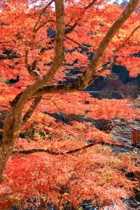 大井平公園、紅葉、秋、11月、愛知県豊田市の観光・撮影スポットの画像と写真