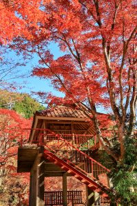 大井平公園、紅葉、秋、11月、愛知県豊田市の観光・撮影スポットの画像と写真