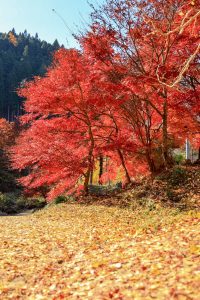 大井平公園、紅葉、秋、11月、愛知県豊田市の観光・撮影スポットの画像と写真