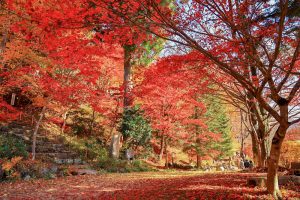 大井平公園、紅葉、秋、11月、愛知県豊田市の観光・撮影スポットの画像と写真