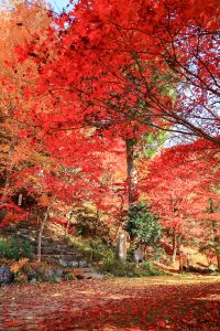 大井平公園、紅葉、秋、11月、愛知県豊田市の観光・撮影スポットの画像と写真