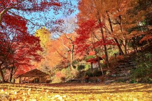 大井平公園、紅葉、秋、11月、愛知県豊田市の観光・撮影スポットの画像と写真