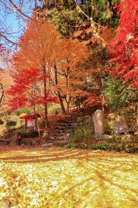 大井平公園、紅葉、秋、11月、愛知県豊田市の観光・撮影スポットの画像と写真