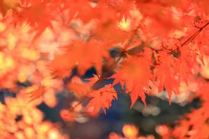 大井平公園、紅葉、秋、11月、愛知県豊田市の観光・撮影スポットの画像と写真