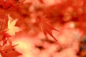 大井平公園、紅葉、秋、11月、愛知県豊田市の観光・撮影スポットの画像と写真