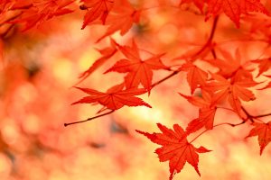 大井平公園、紅葉、秋、11月、愛知県豊田市の観光・撮影スポットの画像と写真