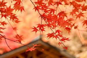 大井平公園、紅葉、秋、11月、愛知県豊田市の観光・撮影スポットの画像と写真