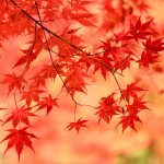 大井平公園、紅葉、秋、11月、愛知県豊田市の観光・撮影スポットの画像と写真