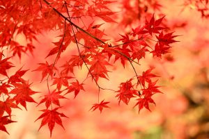 大井平公園、紅葉、秋、11月、愛知県豊田市の観光・撮影スポットの画像と写真