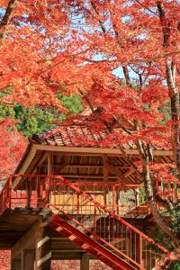 大井平公園、紅葉、秋、11月、愛知県豊田市の観光・撮影スポットの画像と写真