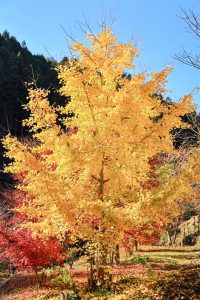 大井平公園、紅葉、秋、11月、愛知県豊田市の観光・撮影スポットの画像と写真