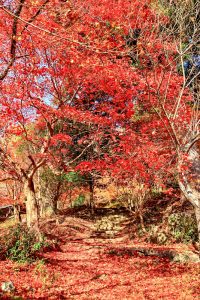 大井平公園、紅葉、秋、11月、愛知県豊田市の観光・撮影スポットの画像と写真