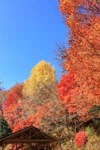 大井平公園、紅葉、秋、11月、愛知県豊田市の観光・撮影スポットの画像と写真