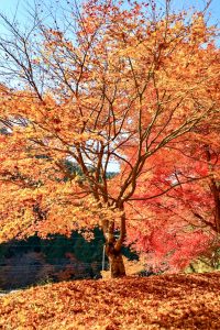 大井平公園、紅葉、秋、11月、愛知県豊田市の観光・撮影スポットの画像と写真