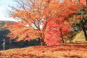 大井平公園、紅葉、秋、11月、愛知県豊田市の観光・撮影スポットの画像と写真