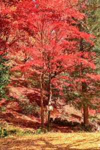 大井平公園、紅葉、秋、11月、愛知県豊田市の観光・撮影スポットの画像と写真