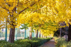 大野極楽寺公園、紅葉、黄葉、11月秋、愛知県一宮市の観光・撮影スポットの画像と写真)