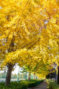 大野極楽寺公園、紅葉、黄葉、11月秋、愛知県一宮市の観光・撮影スポットの画像と写真)