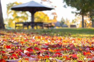 大野極楽寺公園、紅葉、黄葉、11月秋、愛知県一宮市の観光・撮影スポットの画像と写真)